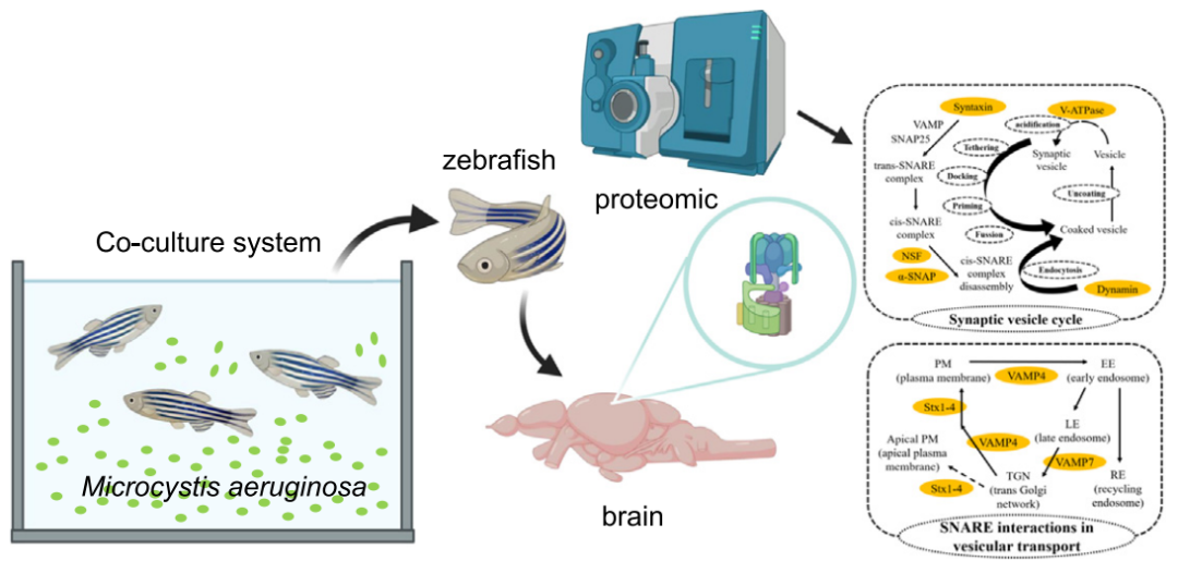 文献分享 | 蛋白质组学在水产动物养殖方向的研究应用(图2)
