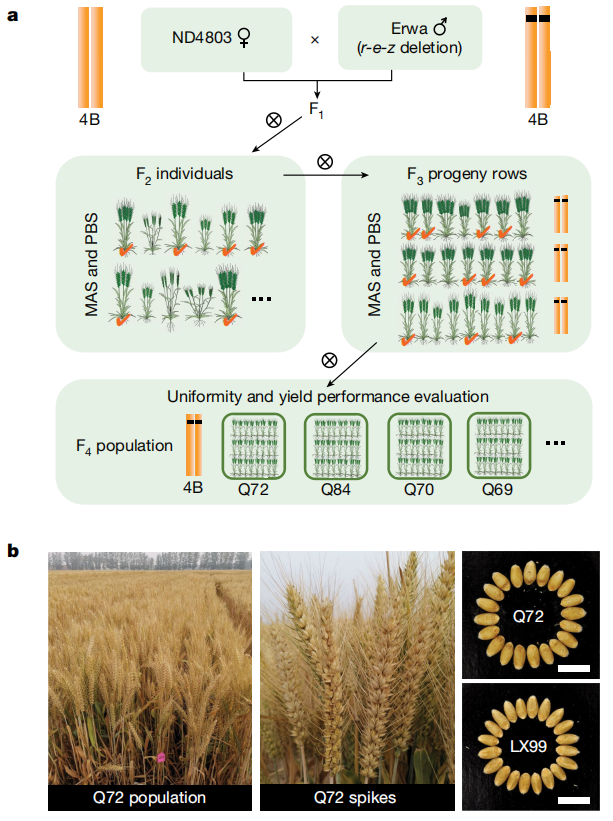 文献分享 | “绿色革命型”小麦变种研究：如何实现高产量半矮化？(图11)