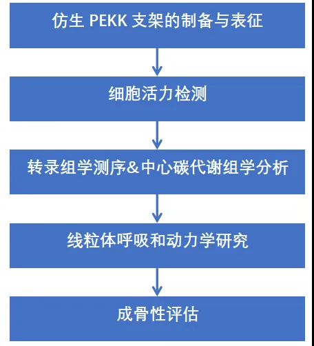 Adv Sci | 蒋欣泉教授团队革新骨缺损治疗：受肝启发的聚醚酮酮支架模拟再生信号，激发抗炎反应，优化骨整合(图2)