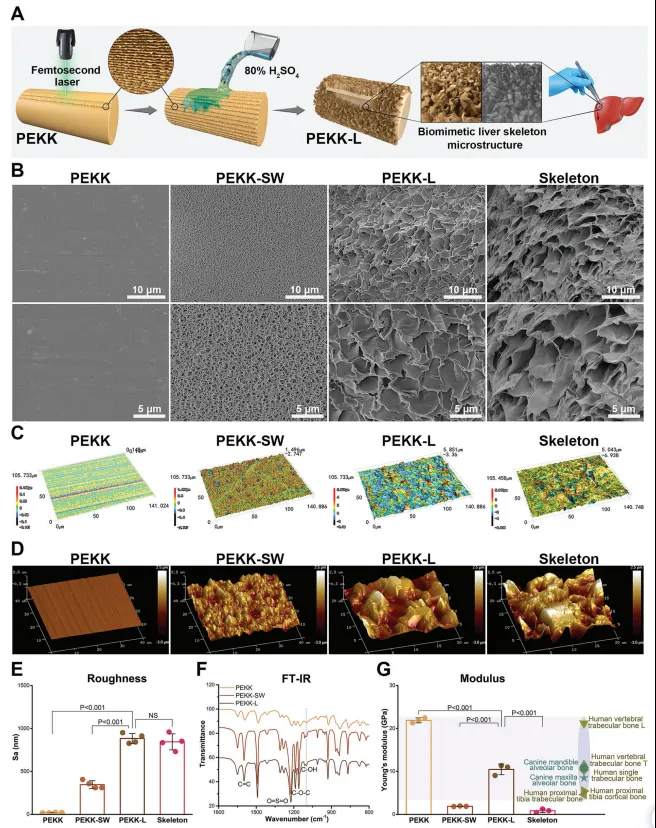 Adv Sci | 蒋欣泉教授团队革新骨缺损治疗：受肝启发的聚醚酮酮支架模拟再生信号，激发抗炎反应，优化骨整合(图4)