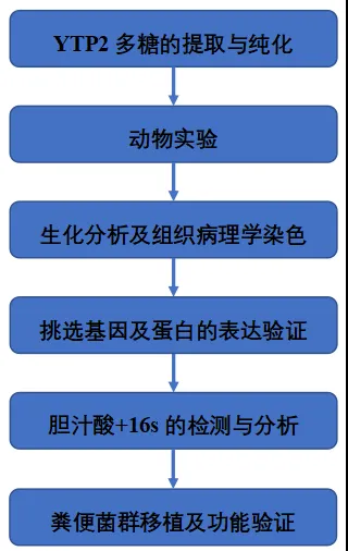 Phytomedicine | 陈彦教授团队发现黄茶多糖在非酒精性脂肪肝病中的调节作用(图2)