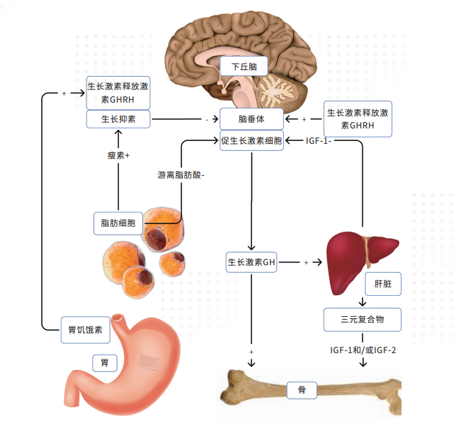 微量血IGF-1测定试剂盒(图1)